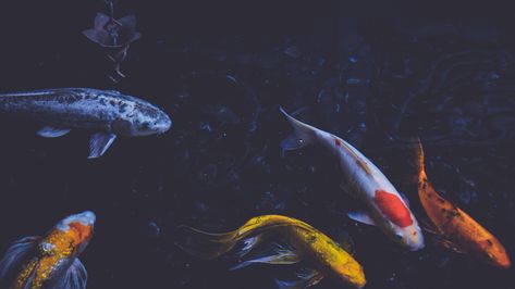 photography, fish, koi, pond, water, animals | 2560x1440 Wallpaper - wallhaven.cc Fish Aesthetic Wallpaper, Koi Fish Aesthetic, Koi Wallpaper, Fish Aesthetic, Fish Background, Fish Underwater, 2560x1440 Wallpaper, Koi Art, Laptop Wallpaper Desktop Wallpapers