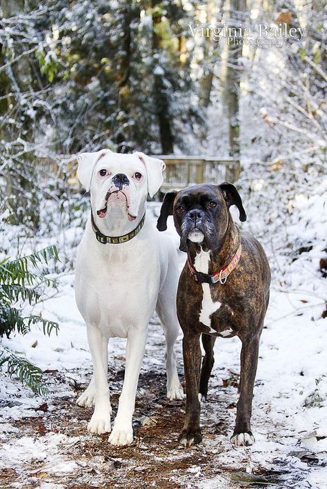 White and reverse brindled boxers on a beautifully snowy day! Gorgeous dogs #boxers #boxerdog #love Brindle Boxer Dogs, Reverse Brindle Boxer, White Boxer Dogs, Boxer Breed, Brindle Boxer, Boxer And Baby, Cesar Millan, White Boxers, Boxer (dog)