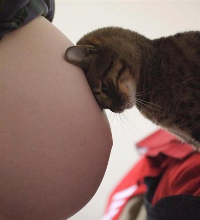 Purrrrrrfect 🤍  #internationalcatday #babybump #mamatobe Pregnancy Belly Photos, Cute Pregnancy Pictures, Maternity Photography Poses Pregnancy Pics, Couple Pregnancy Photoshoot, Baby Bump Photos, Tiffany Rose, Bump Photos, Maternity Photography Poses, Photo Club