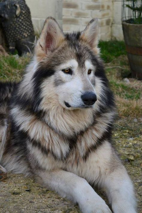 Northern Inuit Dog. Bred to look like a wolf, this is the breed they used on Game of Thrones for the direwolves  Fascinating Pictures (@Fascinatingpics) | Twitter Wolf Dogs Puppy, Wolf Like Dogs, Types Of Big Dogs, Utonagan Dog, Cute Big Dogs, Northern Inuit, American Indian Dog, Northern Inuit Dog, Dog Wolf