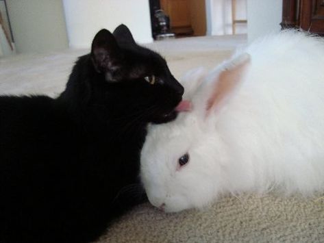 Cat And Bunny, Hugs And Cuddles, Literally Us, Us Core, Me N Him, Mia 3, Me And Her, Opposites Attract, A Black Cat