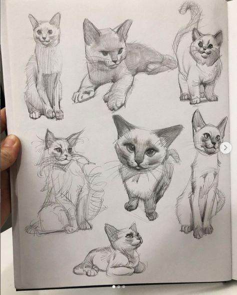 cat study Cat Study Drawing, How To Draw Cats, Cats Sketch, Draw Cats, Random Doodles, Cat Anatomy, Cat Sketch, Cute Sketches, Animal Sketches