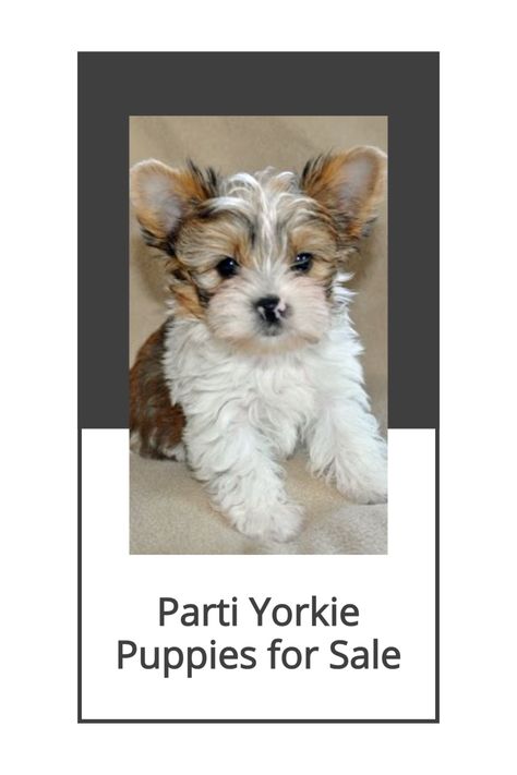 Party Yorkies Puppies, Parti Yorkie Puppies, White Yorkie Puppy, Yorkie Puppies For Adoption Near Me, Chocolate Yorkie Puppy, Party Yorkies, Parti Yorkies For Sale, Dog Having Puppies, Parti Yorkies