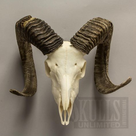 Ram Skull Side View, Animal Skull Reference, Skull Side View, Skull Reference, Goat Skull, Ram Skull, Animal Skull, Zodiac Designs, Animal Bones