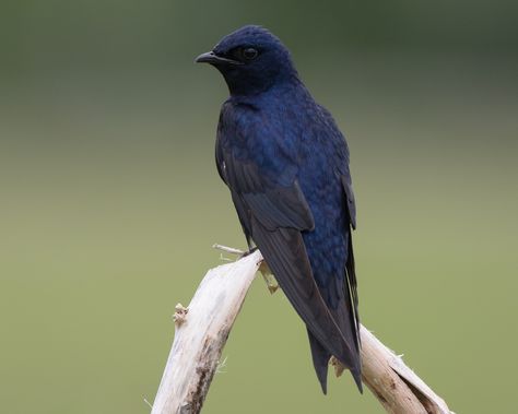 Purple Martin - Progne subis - Media Search - Macaulay Library and eBird Purple Martin, Animals Wild, Media, Animals