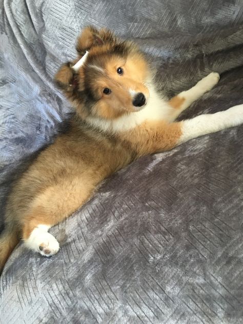 He is a Shetland sheepdog Sheltie Dogs, Shetland Sheepdog, My Dog, Dog Breeds, Puppies, Sofa, Pure Products, Dogs, Animals