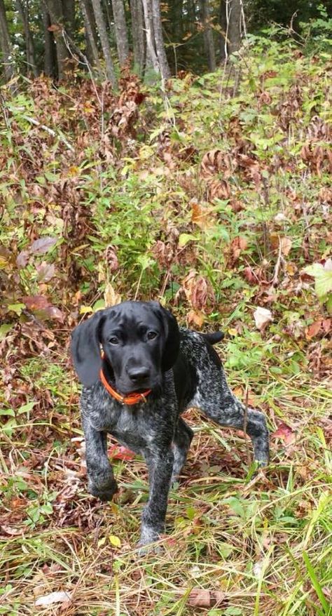 Black GSP Genetic fault GSPs are never black. Poor breeding and genetics out every time. Black Gsp, German Shorthaired Pointer Black, German Shorthaired Pointer Training, Gsp Dogs, Gsp Puppies, German Shorthaired Pointer Dog, Pointer Puppies, French Dogs, German Shorthair