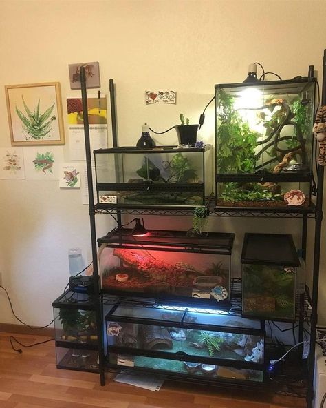 Reptile Shelf, Reptile Room Setup, Fish Tank Shelf, Reptile Wall, Roommate Rooms, Snake Tank, Reptile Room, Fishing Room, Reptile Tank