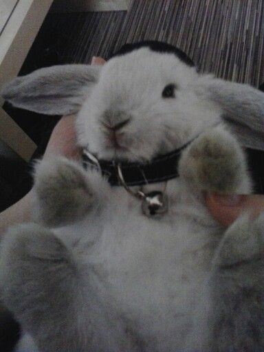 cute baby bunny Yuki with a collar Bunny With Pacifier, Yuki Core, Bunny Collar, Dust Bunny, Character References, Baby Bunny, Baby Bunnies, Pink Wallpaper