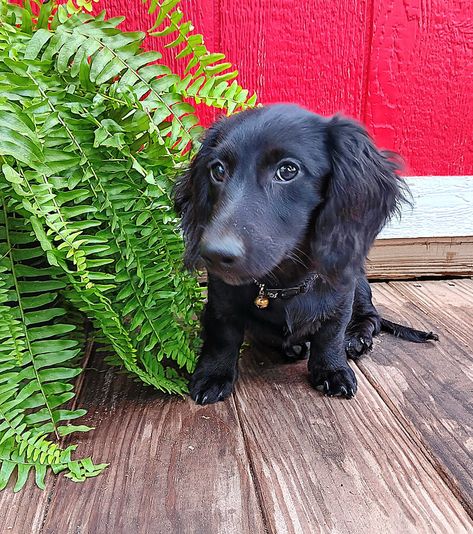 Black Dachshund Long Hair, Black Long Haired Dachshund, Royalty Dr, Black Long Hair, Brighton Townhouse, Daschund Puppies, Black Dachshund, Baby Wish List, Dog Room