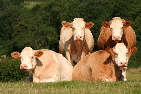 Simmental Cattle                                                                                                                                                     More Paintings Of Cows, Simmental Cattle, Cow Breeds, Breeds Of Cows, Cows And Calves, Sweet Cow, I Love Cows, Longhorn Cow, Bull Art