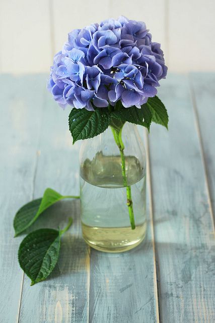 ขวดโหล Mason Jar, Hydrangea Vase, Deco Floral, Blue Hydrangea, Beautiful Blooms, Blue Flower, Floral Arrangement, Cut Flowers, Love Flowers