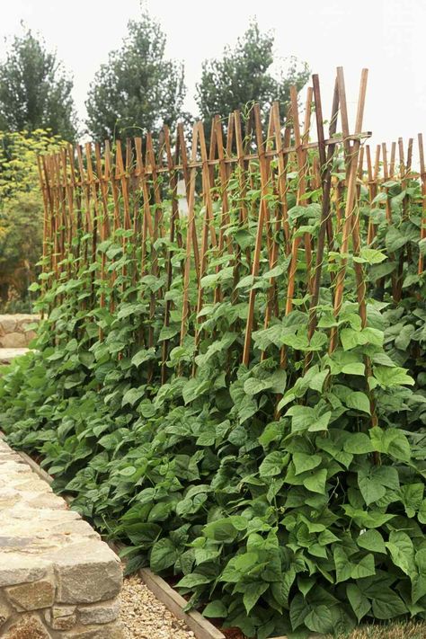 Growing Green Beans Trellis, Green Bean Trellis, Bean Trellis, Vegetable Trellis, Diy Garden Trellis, Vertical Vegetable Garden, Vertical Herb Garden, Greenhouse Ideas, Pole Beans