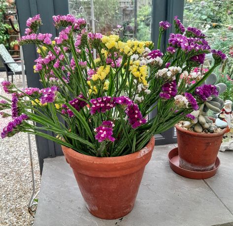 A large bunch of fresh home grown statice in a terracotta pot which is 8" tall. Enjoy the fresh colours now and then dry for use in dried flower arrangements. £12 #driedflowers#statice Terracotta Pot, Home Grown, Dried Flower Arrangements, Now And Then, Terracotta Pots, Dried Flower, Dried Flowers, Flower Arrangements, Home And Garden