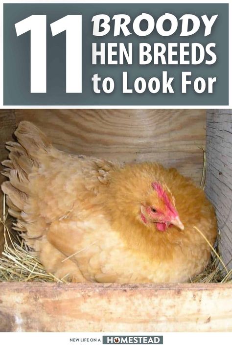 Hen Breeds, Buff Orpington Chickens, Broody Hen, Laying Chickens, Buff Orpington, Chicken Farming, Backyard Chicken Farming, Egg Laying, Chicken Breeds