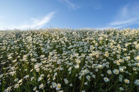 Daisy Field, Beautiful Evening, Social Media Branding, In Nature, Denmark, Daisy, Branding, Social Media, Media