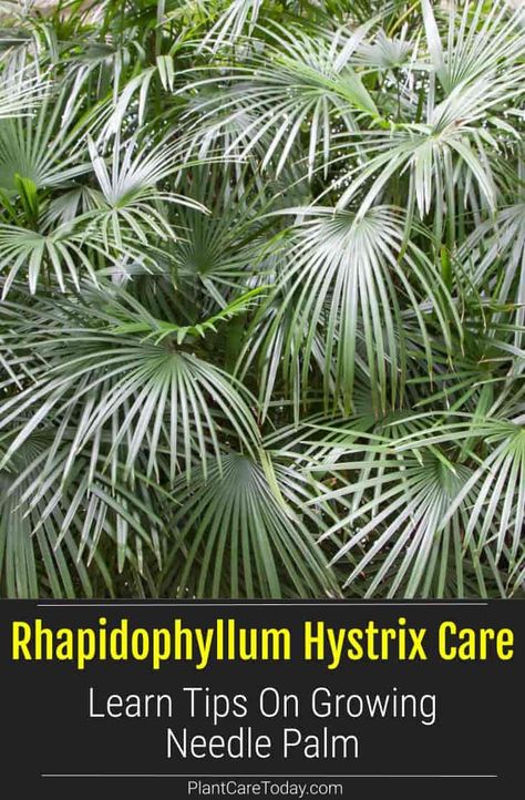 Rhapidophyllum Hystrix (Needle Palm Plant) shrub-like evergreen perennial, slow-growing, sharp needle-like spines between the leaves. [DETAILS] Ozark Alabama, Zone 8 Plants, Needle Palm, Best Perennials For Shade, Pool Diy, Plant Varieties, Urban Farmer, Tank Pool, Stock Tank