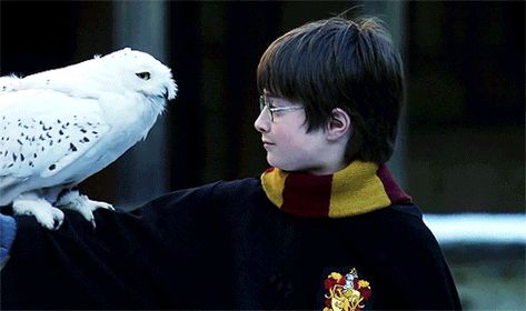 Fanfiction Recommendations, Harry Potter New, Ronald Weasley, Harry Potter Cosplay, Hogwarts Letter, Anniversaire Harry Potter, The Sorcerer's Stone, Harry Potter Gif, Potter Facts