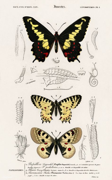 Different types of butterfly illustrated by Charles Dessalines D' Orbigny (1806-1876). Digitally enhanced from our own 1892 edition of Dictionnaire Universel D'histoire Naturelle. | free image by rawpixel.com Vintage Butterfly Print, Parrot Painting, Types Of Butterflies, Vintage Parrot, History Posters, Insect Print, Butterfly Images, Butterfly Illustration, Image Nature