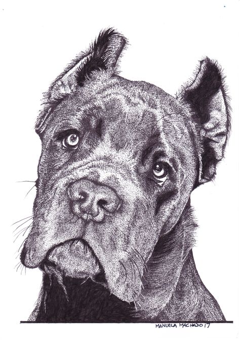 Cane Corso Dog Drawing, Cane Corso Painting, Cane Corso Drawing Easy, Cane Corso Tattoo, Cane Corso Drawing, Cane Corso Art, Black Cane Corso, Chien Cane Corso, Italian Mastiff