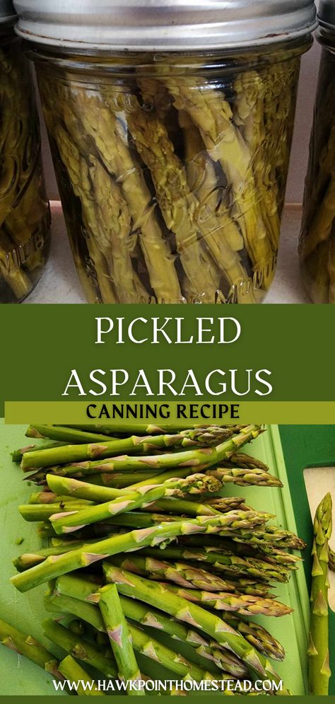 This pickled asparagus canning recipe is easy and delicious.  It is a great way to preserve fresh asparagus to have on your shelves all year round.  Great for a snack, a side dish, or on an appetizer tray.  Asparagus is a healthy, delicious vegetable that is a joy to grow in your garden! Asparagus Canning Recipes, How To Pickle Asparagus, Pickling Asparagus Recipe, How To Can Asparagus, Pickled Asparagus Recipe Canning, Preserving Asparagus, Canned Asparagus Recipe, Cream Cheese Asparagus, Pickled Asparagus Recipe