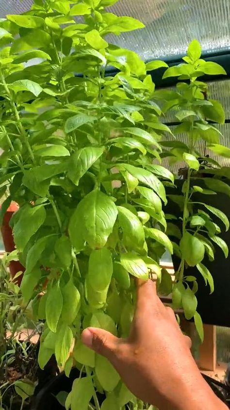 Regrow From Scraps, Grow Basil, Garden Patch, Growing Basil, Small Vegetable Gardens, Vegetable Garden Diy, Indoor Vegetable Gardening, Backyard Vegetable Gardens, Growing Plants Indoors