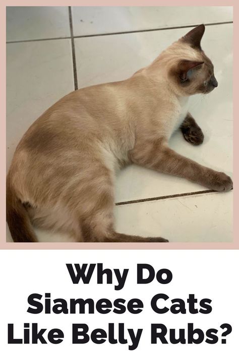 Happy Siamese cat lying on its back. Tabby Point Siamese, Lynx Point Siamese, Seal Point Siamese, Cat Shedding, Siamese Kittens, Cat Travel, Cats Love, Siamese Cats, Cat Owners