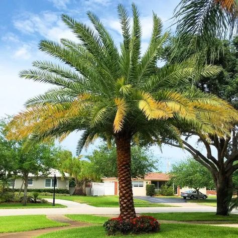 La palmera datilera ha sido cultivada por tanto tiempo en algunas regiones que no se sabe con certeza cuál es su hábitat natural. Aunque se cree que es oriunda del norte de África y del Medio Oriente. ◘  Se dice que la palmera datilera es la segunda palma más conocida del mundo. ¿Sabes cuál es la más conocida?… La palma de coco.  #succulentavenue #palmeras #palmas Phoenix Dactylifera, Ideas Casa, Cactus Plants, Succulent, Cactus, Patio, Pool, Hotel, Plants