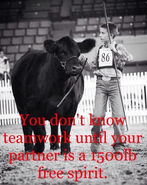 Showing steer you have to have a bond Showing Cattle Quotes, Cattle Showing, Livestock Quotes, Livestock Judging, Cow Quotes, Cowgirl Quote, Show Steers, Show Cows, Farm Humor