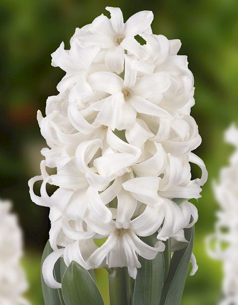 Hyacinth White Pearl White Hyacinth Flower, Hyancith Flower, Hyacinth Flower, White Hyacinth, White Chrysanthemum, Moon Garden, Pansies Flowers, Giant Flowers, Language Of Flowers