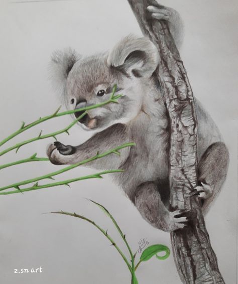 Koala Drawing, Pin Art, Color Pencil Art, Realistic Art, Color Pencil Drawing, Nature Paintings, Colorful Drawings, Koala Bear, Realism