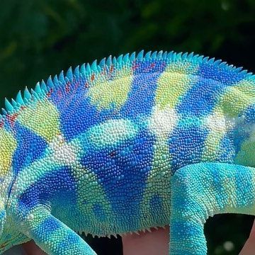 Aaron Carreno on Instagram: "“Peacock” 🦚 One of the most beautiful ‘Ambanja’ panther chameleons in the world! 🌎 His deep aqua blue/green body turns into a bright neon yellow when exposed to the sun 🌞 Hopefully we can get this boy to breed so we can pass on his gorgeous genetics! 🧬🦎 Follow us @jurassicexotics to see more! 🦎 • • • #chameleon#chameleons#pantherchameleon#pantherchameleons#blueambanja#ambanja#ambanjapantherchameleon#ambanjachameleon#ambanjablue#reptile#reptiles#lizard#lizards#g Chameleons, This Boy, Oc Ideas, Lizards, Neon Yellow, Aqua Blue, Reptiles, Panther, Blue And Purple