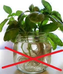 Basil Growing, Propagate Basil, Propagate Succulents From Leaves, Growing Basil, Propagating Succulents, Glass Of Water, Organic Herbs, Garden Diy, Kitchen Garden