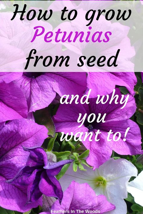 purple and white petunias grown from seed Planting Petunias In Pots, Growing Petunias, Petunia Planter Ideas, Petunias In Pots Planters, Petunias In Pots, Petunia Seeds How To Grow, Growing Petunias From Seed, How To Grow Petunias From Seed, Petunias From Seed