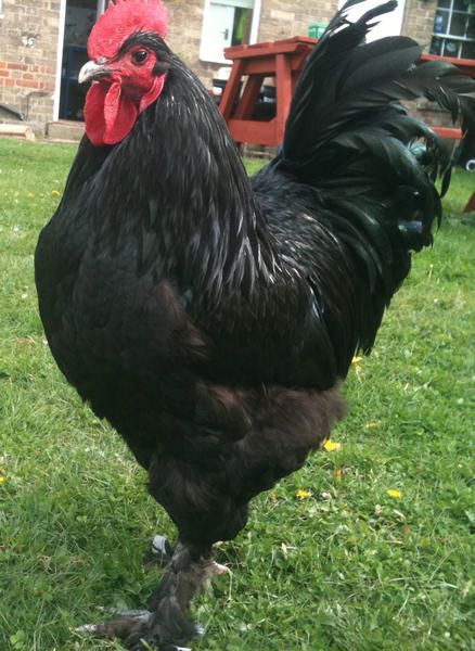 Minorca Chicken, Poultry Breeds, Black Chicken, Fancy Chickens, Black Chickens, Beautiful Chickens, Backyard Poultry, Backyard Flocks, Farm Stuff