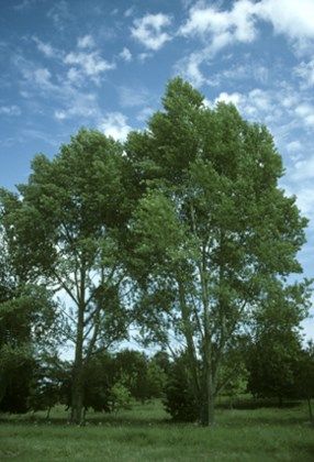 Black poplar (Populus nigra) - Woodland Trust Crafting Witch, Hedge Witchery, White Poplar, Poplar Tree, Astral Projection, Astral Travel, Photo P, Deciduous Trees, Growing Tree