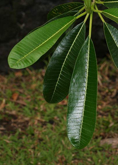 Plumeria Obtusa, Plumeria Leaves, Pinterest Flowers, Heliconia Flower, Floral Posters, Hawaiian Plants, Plumeria Flowers, Drawing Flowers, Tattoo Project