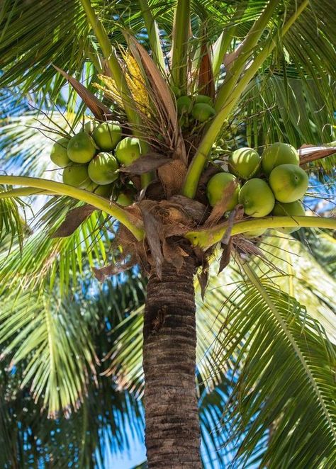 Coco Plant, Bedroom Plant Ideas, Coconut Photography, Coconut Garden, Garden Design Tropical, Tropical Fruit Trees, Coconut Plant, House Plant Decor, Island Palm Trees