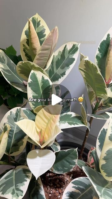 Amanda • Houseplants 🪴 on Instagram: "I refuse to chop my rubber tree’s all-white leaves 😮‍💨 It started about 6 months ago and somehow it’s still healthy and pushing them out… even after having spider mites 🙌🏼

Would you chop it?!

.
.
.
.
.
.
.

#plantcare #plantcaretips #indoorplants #indoorplant #indoorjungle #plantmom #plantparent #houseplants #plantlovers ficus tineke all-white leaves rubber tree variegation rubber plant care plant troubleshooting indoor plants plant care tips rubber tree leaves propagation pruning plant health variegated rubber tree" Ficus Tree Indoor, Ficus Tineke, Rubber Plant Care, Pruning Plants, Rubber Tree Plant, Plant Care Tips, Rubber Plant, Spider Mites, White Leaves