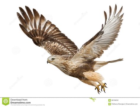 Flying Drawing, Hawk Flying, Falcon Drawing, Fly Drawing, Flying Tattoo, Draw And Paint, Laser Art, Rare Animals, Hand Draw