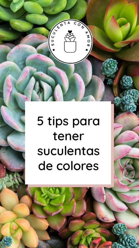 Como ya lo he dicho muchas veces, las suculentas me parecen plantas impredecibles y fabulosas, que vienen en diferentes formas, tamaños y diferentes COLORES... Decoracion Suculentas Ideas, Terrarios Suculentas Ideas, Suculentas Ideas, Succulent Fertilizer, Succulent Gardening, Cactus And Succulents, Cactus Y Suculentas, Healthy Plants, Planting Flowers