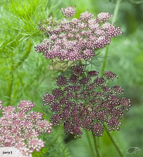 Vintage Bouquet Wedding, Wedding Burgundy, Purple Wedding Bouquets, Daucus Carota, Cut Flower Garden, Have Inspiration, Purple Colour, Wedding Vintage, Queen Annes Lace