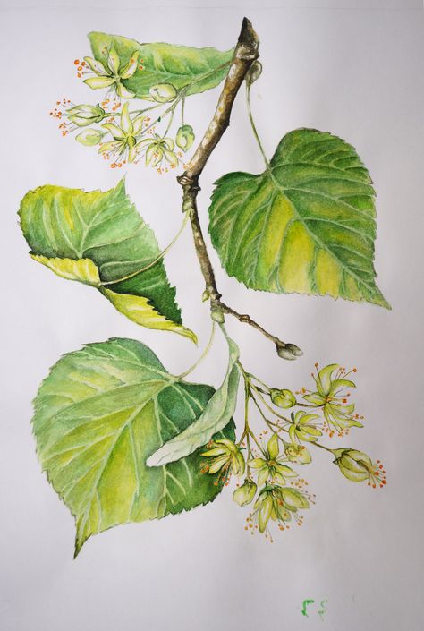 Linden, watercolour Linden Flower Drawing, Linden Drawing, Linden Illustration, Linden Flower, Bird Nest Painting, Contemporary Botanical Art, Linden Tree, Watercolor Paintings Nature, Hedgehog Art