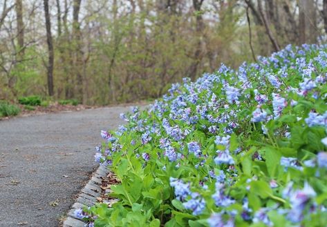 Mertensia Virginica, Best Plants For Shade, Virginia Bluebells, Shade Garden Design, Orchard Garden, Shade Garden Plants, White Flower Farm, Gardening Zones, Native Plant Gardening