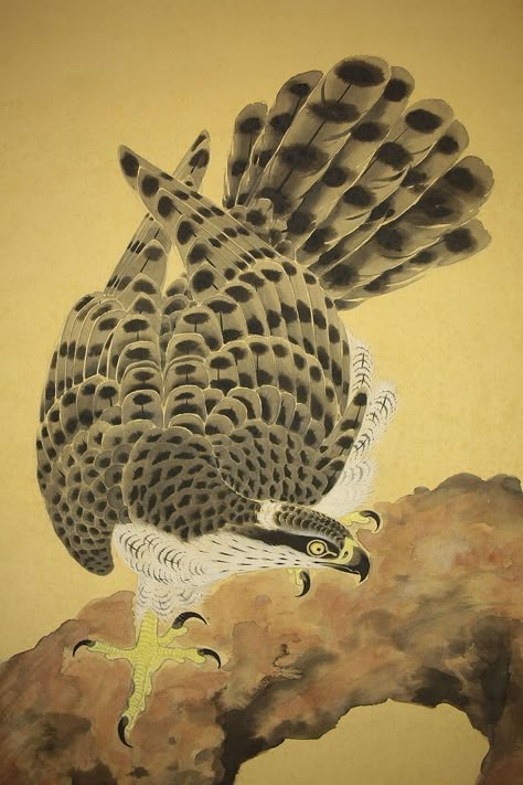 Japanese Hawk Painting, Japanese Hawk Tattoo, Audubon Prints, Vintage Tattoo Art, Hawk Tattoo, Vintage Tattoo Design, Japanese Bird, Japan Painting, Arte Peculiar