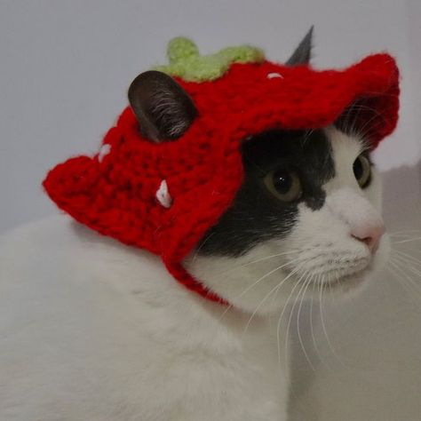 W o o l l y f u l l on Instagram: "Combo Buckets🍓 Lindos gorritos para mascota😻🐶 y para ti❤️, cálido accesorio con borde ondulado, con cuerdita a la medida. Comparte con tu gato o perro de tamaño pequeño, este lindo gorrito🍓 Combo 🍓 $55.000 Bucket hat de fresa🍓 $15.000 Bucket de fresa 🍓 $45.000 . . . . . #gatos #crochet #softgirl #woollyfull #crochetinspiration #cottagecore #fairycore #coquette #fairygrunge #emprendimiento #aesthetic #crochetcolombia #hechoamano #mujeremprendedora #com Fairycore Coquette, Crochet Idea, F U, Fairy Grunge, Fairy Core, Soft Girl, Art Ideas, Bucket Hat, Cow