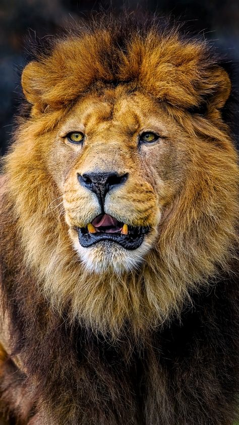 🦁 Lions: the iconic kings of the African savanna, known for their strength, majestic manes, and powerful pride dynamics. This striking photography captures their dominance, grace, and the raw beauty of their natural habitat. 🌅

#LionPhotography #WildlifeInAfrica #KingOfTheSavanna #BigCatsOfAfrica #LionConservation Real Lion Pictures, Striking Photography, African Savanna, S King, Lion Photography, Lion Pictures, Lion Face, Majestic Animals, Raw Beauty