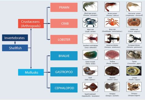 The Edible Insect Revolution Is Not for Those With Shellfish Allergies | Office for Science and Society - McGill University Cricket Farm, Green Mussels, Shellfish Allergy, Phylogenetic Tree, Edible Insects, Water Footprint, Rock Lobster, Insect Species, Octopus Squid