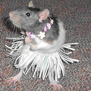 mice in clothes images | Unlikely Animals Wearing Clothes! Animals Wearing Clothes, Seanan Mcguire, Rattus Rattus, Animal Dress Up, Mascaras Halloween, Funny Mouse, Animal Costumes, Cute Rats, A Rat