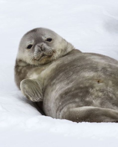 15.8k Likes, 176 Comments - Ocean (@theocean) on Instagram: “This weddell seal pup is relaxation #goals. These seals are extremely vocal and their calls can…” Weddell Seal, Funny Seals, Cute Seals, Seal Pup, Baby Seal, Puppy Photos, Silly Animals, Sea Lion, Marine Animals